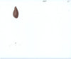 Original production cel -"Thumbelina"- by Golden Films 146