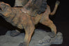 X-PLUS FULL SIZE polyester resin 12" Griffin